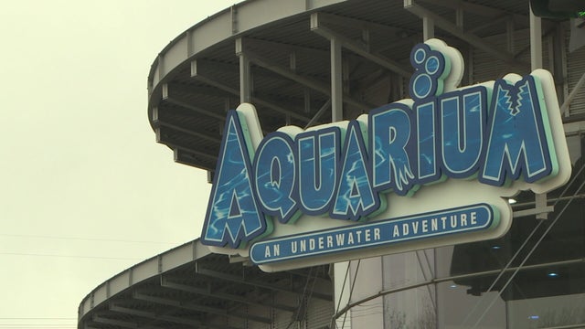 AQUARIUM-TOURS-6VO.transfer_frame_0.jpeg 