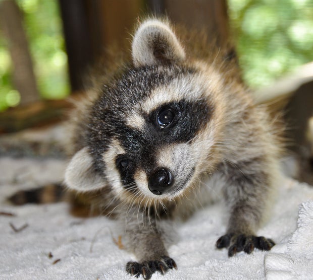 raccoon Curious Coon 