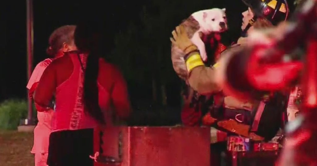 Crews Rescue Two Dogs While Putting Out House Fire In East Hills - CBS ...