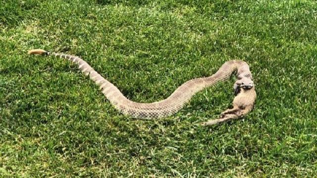 rattlesnake-with-a-squirrel.jpg 