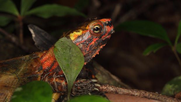 black breasted leaf turtle 