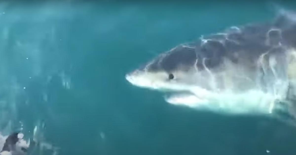 VIDEO Great White Shark Spotted Near Boat Off The Coast Of Ocean City