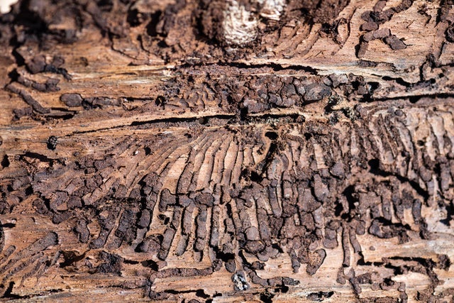 Forests Suffer During Prolonged Dry Weather