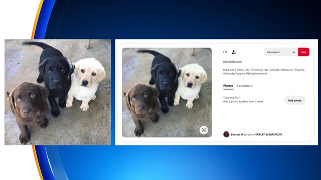 Puppies.jpg 