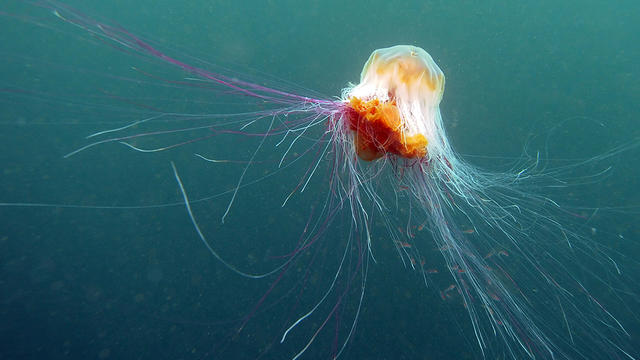lions-mane-jellyfish.jpg 