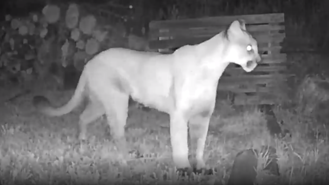mountain-lion-in-lyons.png 