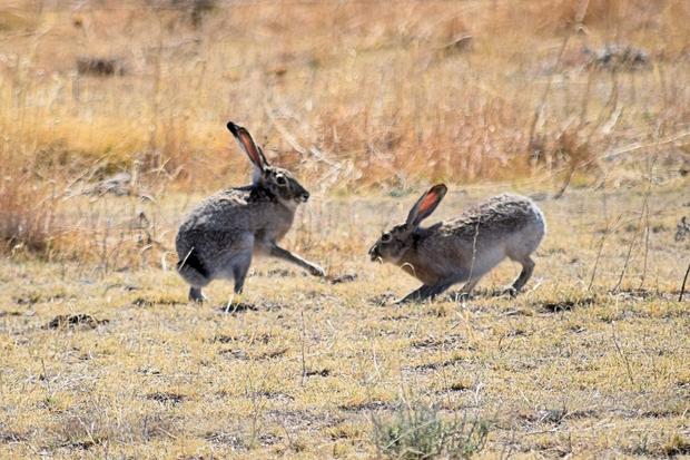 rabbits credit Colorado Parks and Wildlife 