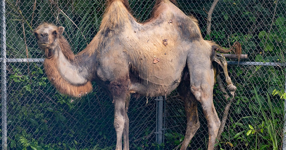 PIX: Birth Of An Endangered Bactrian Camel At Zoo Miami