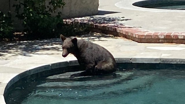 bear2.jpg 