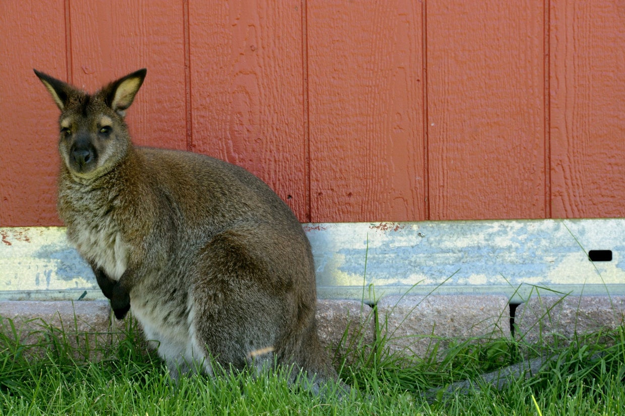Zoology Foundation Looking For Escaped Wallaby Last Spotted In Aurora ...