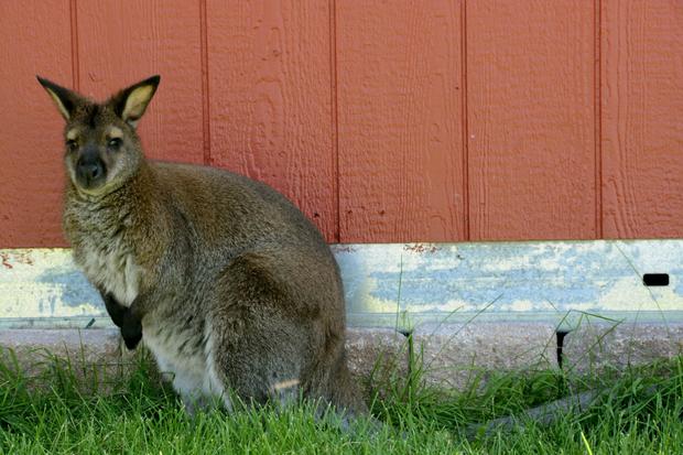 Wallaby (named Surprise) missing 3 