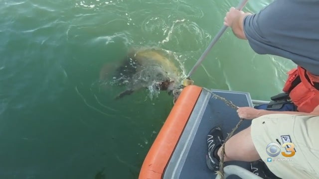U.S.-Coast-Guard-Rescues-Turtle-In-Cape-May-.jpg 
