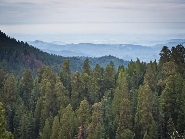 Sequoia National Park in California 