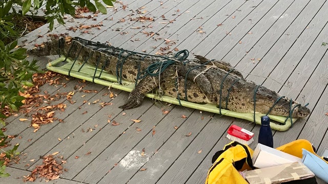 Islamorada-Crocodile_1.jpg 