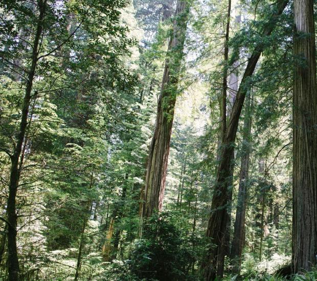 redwood-np.jpg 