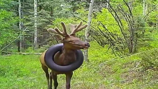 elk stuck in tire 