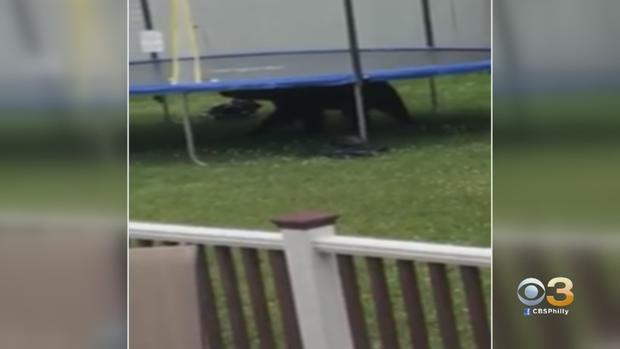blackwood bear trampoline 