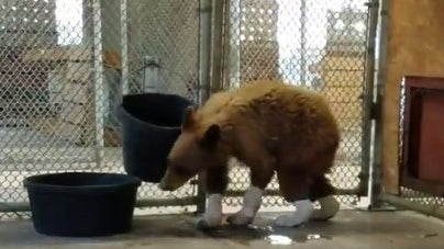 bear-recovering.jpg 
