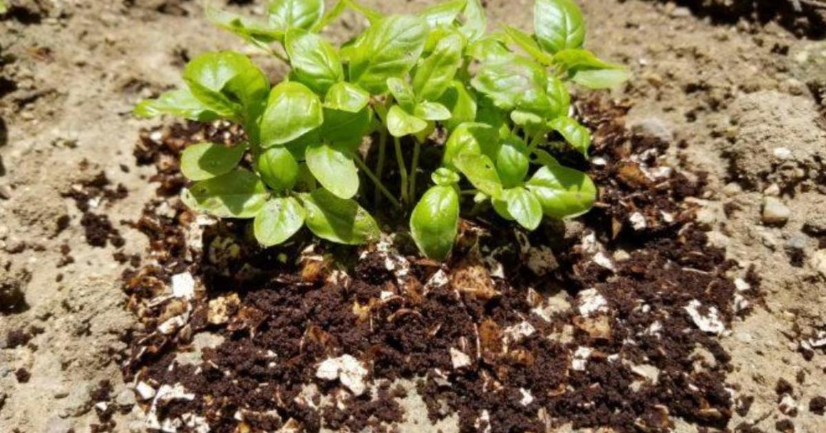 learn-how-to-grow-your-garden-with-egg-shells-and-coffee-grounds-cbs