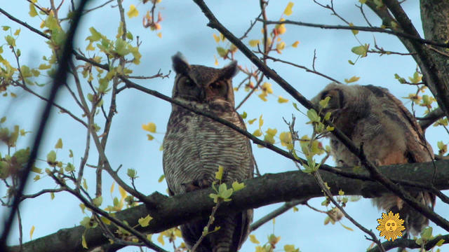 greathornedowls1920-502800-640x360.jpg 