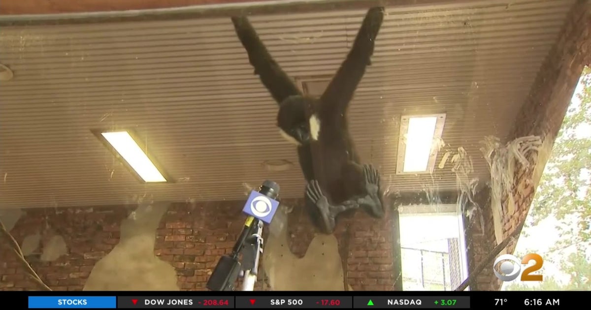 Turtle Back Zoo Reopens With COVID19 Restrictions In Place CBS New York