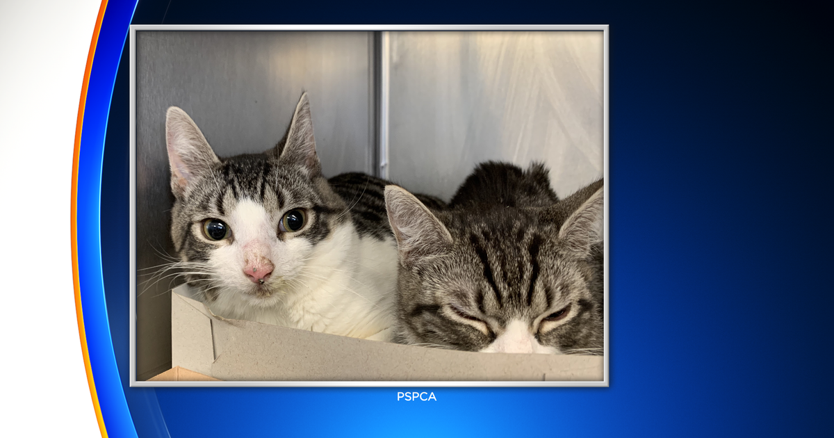 CBS3 Pet Project PSPCA Rescues 105 Cats, Kittens In Lancaster County