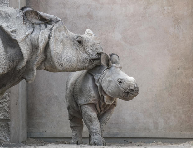 rhino baby denver zoo 
