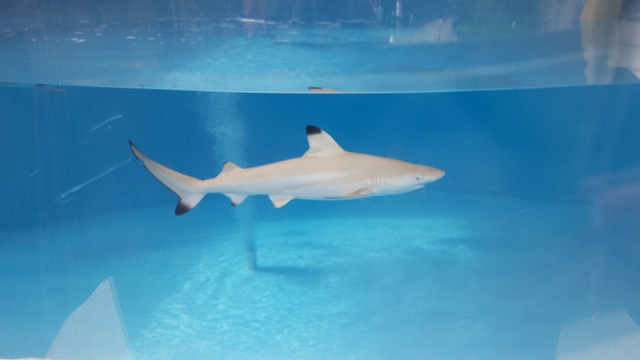 BABY-SHARK.png 