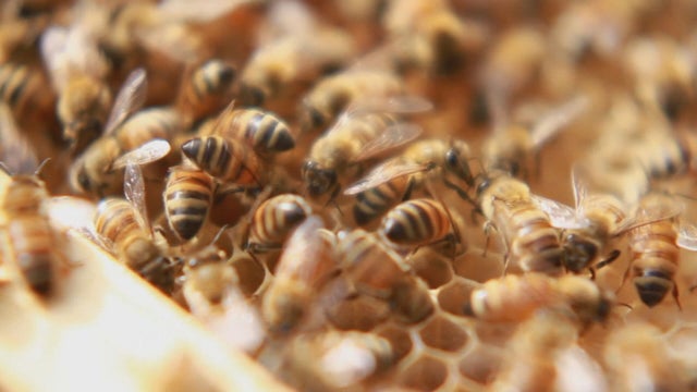 BEE-SWARM-DISPATCH-10-PKG_frame_0.jpeg 