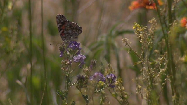 POLLINATOR WEEK 5PKG.transfer_frame_482 