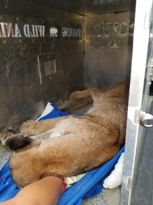 Mountain Lion Found Hiding Under Monrovia Home 