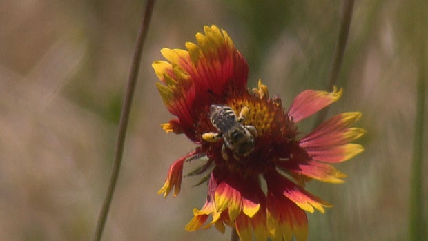 POLLINATOR WEEK 5PKG.transfer_frame_347 