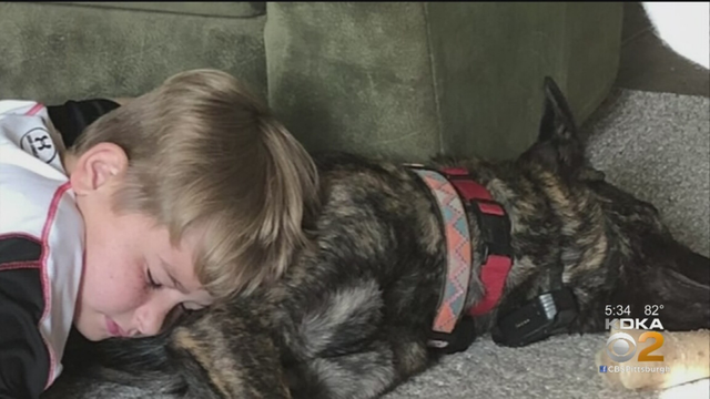 tammy-police-chief-dog-killed.png 