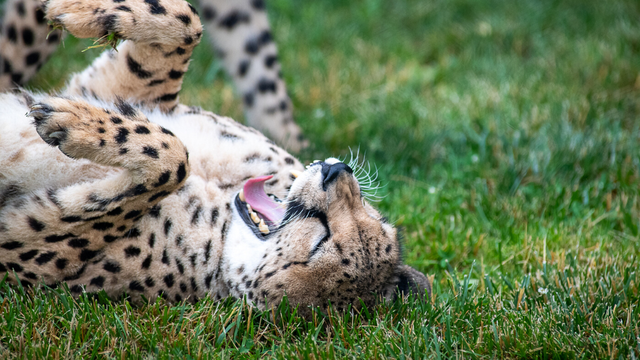 cheetah-cubs-3.png 