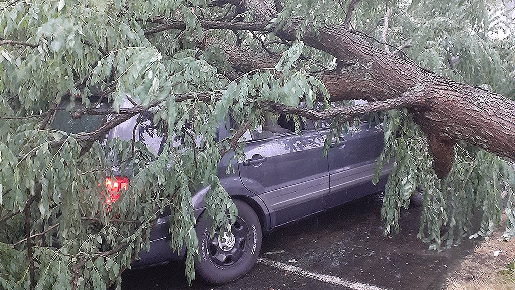 tree.jpg 