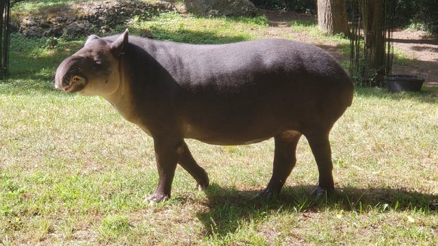 Abby_Bairds-tapir-at-Franklin-Park-Zoo-1.jpg 
