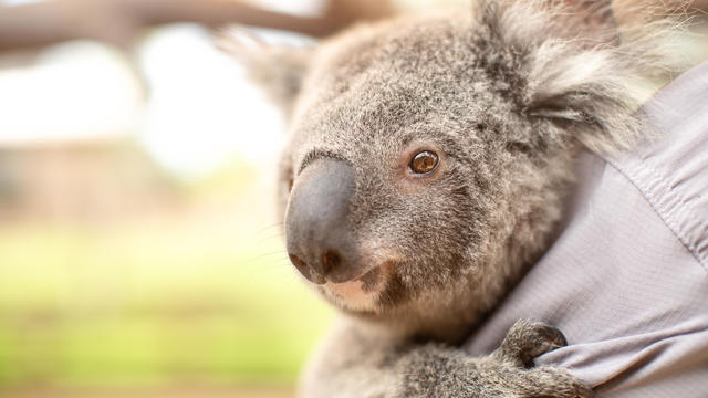 Behind The Scenes At Sydney Zoo 