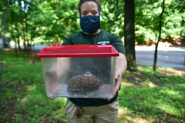 Lego Turtle Released 