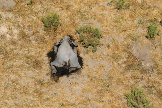 A dead elephant is seen in this undated handout image in Okavango Delta 