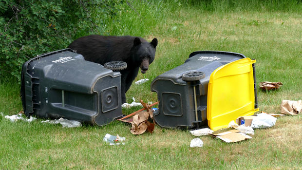 Bear in Trash 1 (credit Shannon Lukens) 