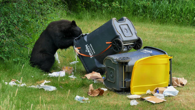 Bear-in-Trash-2-credit-Shannon-Lukens.jpg 