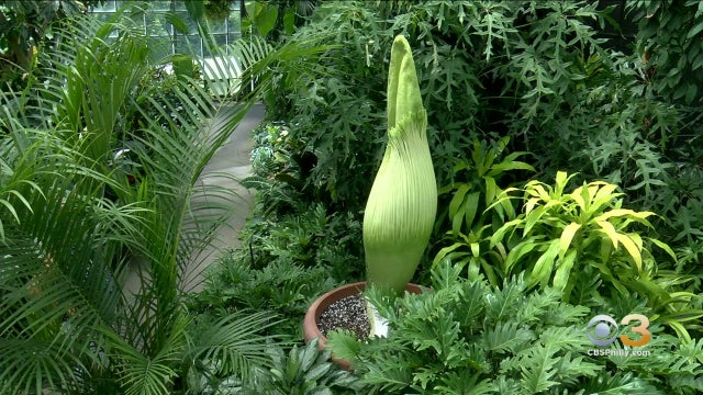 longwood-gardens-corpse-flower.jpg 