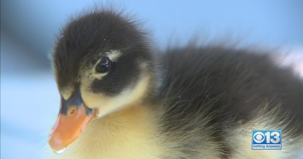 Ducks given — Wayward waterfowl find forever home