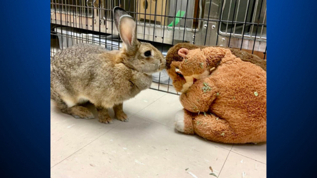 rabbit and its stuffed animal 