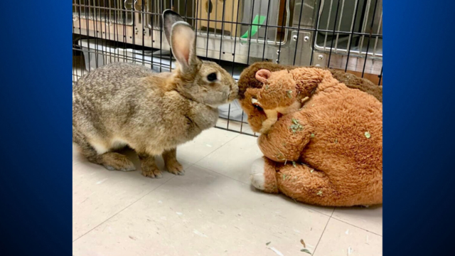 rabbit-and-its-stuffed-animal.png 