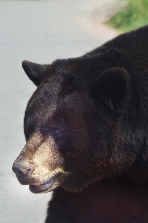 Aspen Bear Attack (CPW, generic black bear photo) 