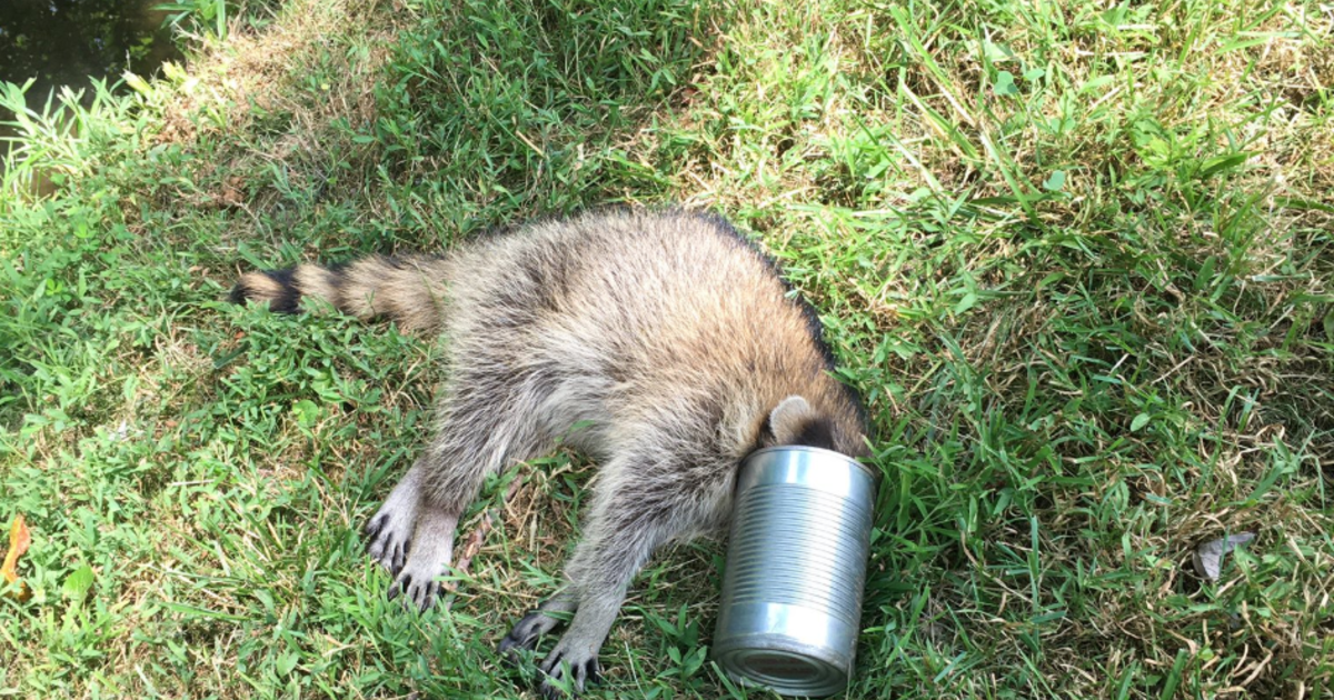 Officer Helps Free Raccoon After Its Head Gets Stuck In A Metal Can ...