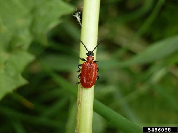 Lily leaf beetle adult - Mariusz Sobieski Bugwood.org 