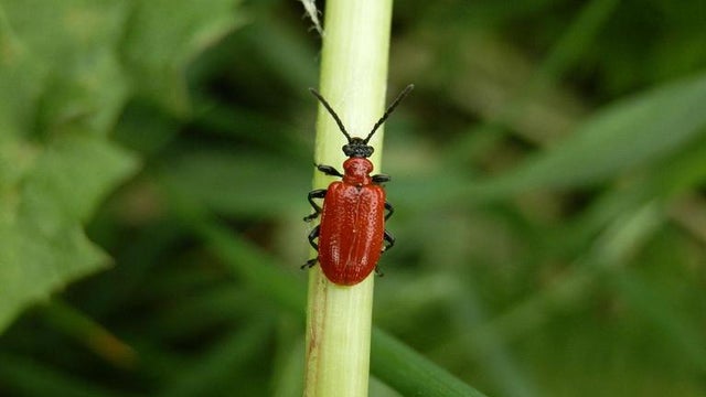 Lily-leaf-beetle-adult-Mariusz-Sobieski-Bugwood.org_.jpg 