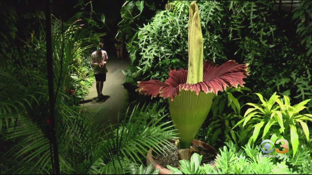 Corpse-Flower-In-Bloom-At-Longwood-Gardens-For-48-Hours-.jpg 